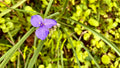 Ohio Spiderwort - Tradescantia ohiensis