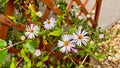 Climbing Aster - Symphyotrichum carolinianum