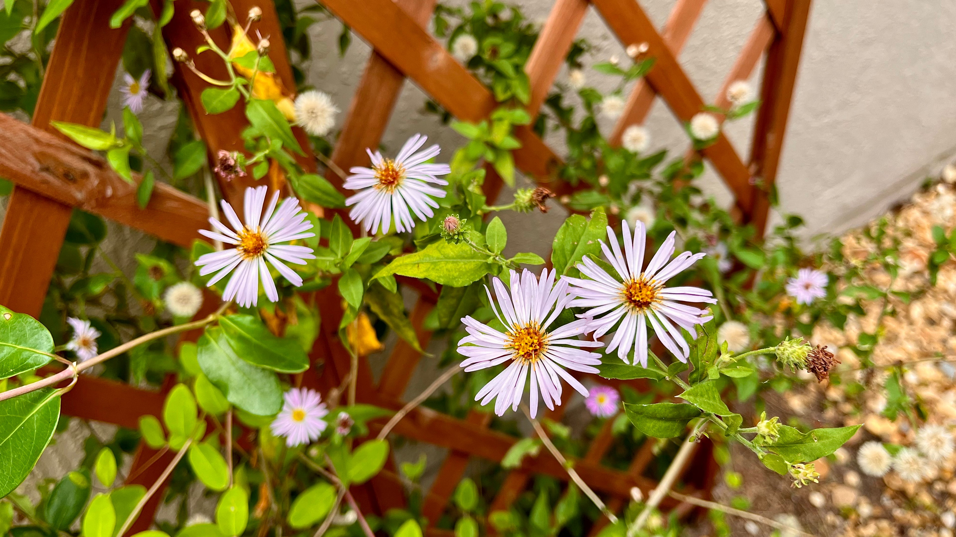 Climbing Aster - Symphyotrichum carolinianum