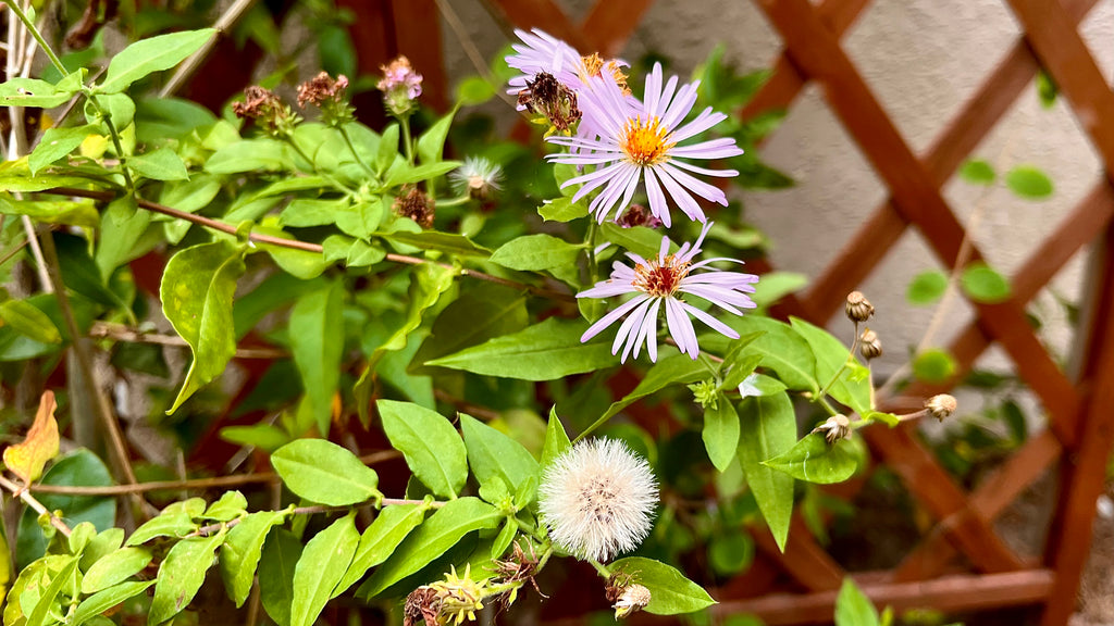 Climbing Aster - Symphyotrichum carolinianum