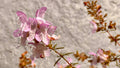 False Rosemary - Conradina grandiflora