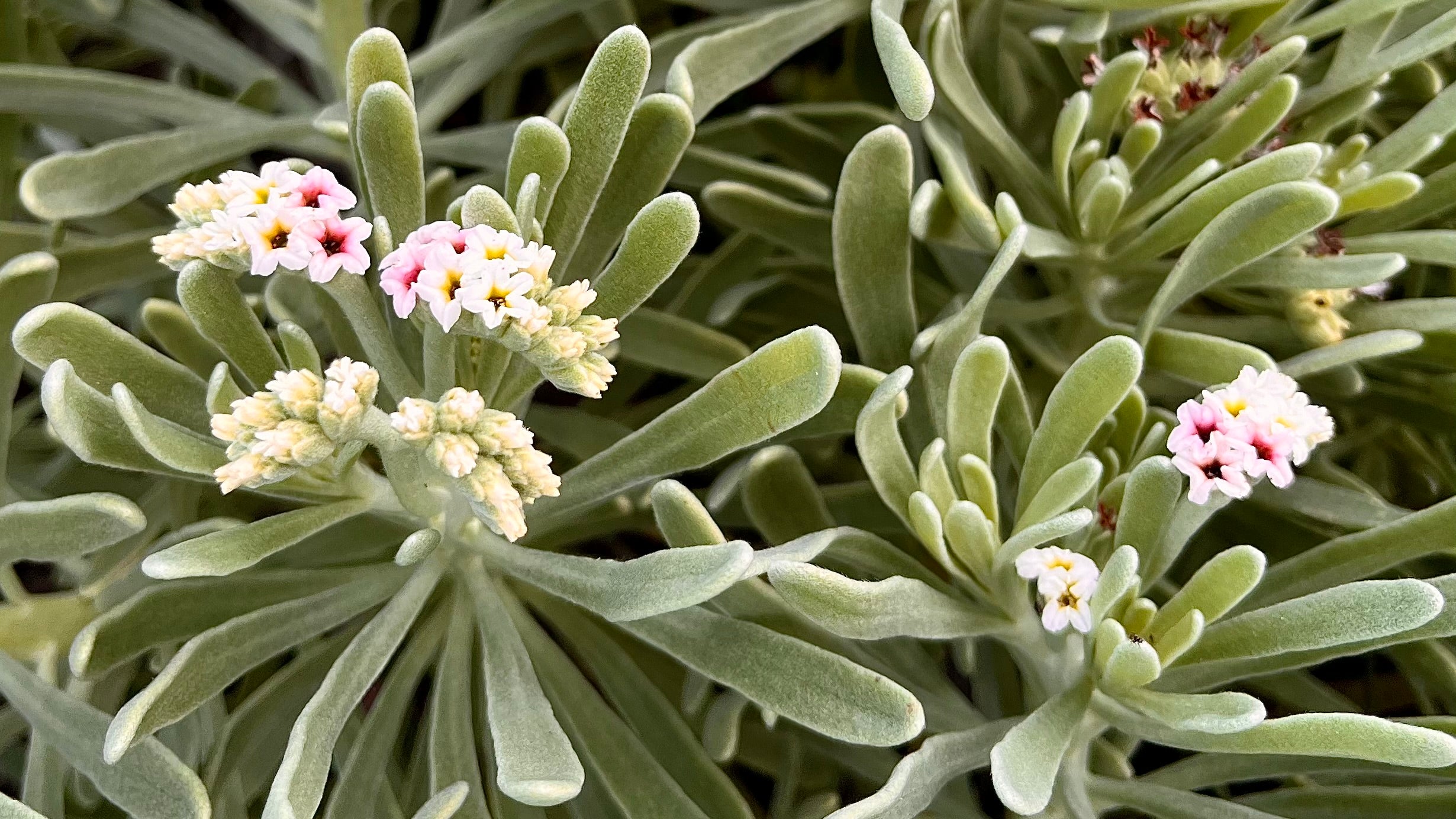 Sea Lavender - Heliotropium gnaphalodes