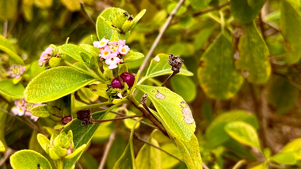 Button Sage - Lantana involucrata