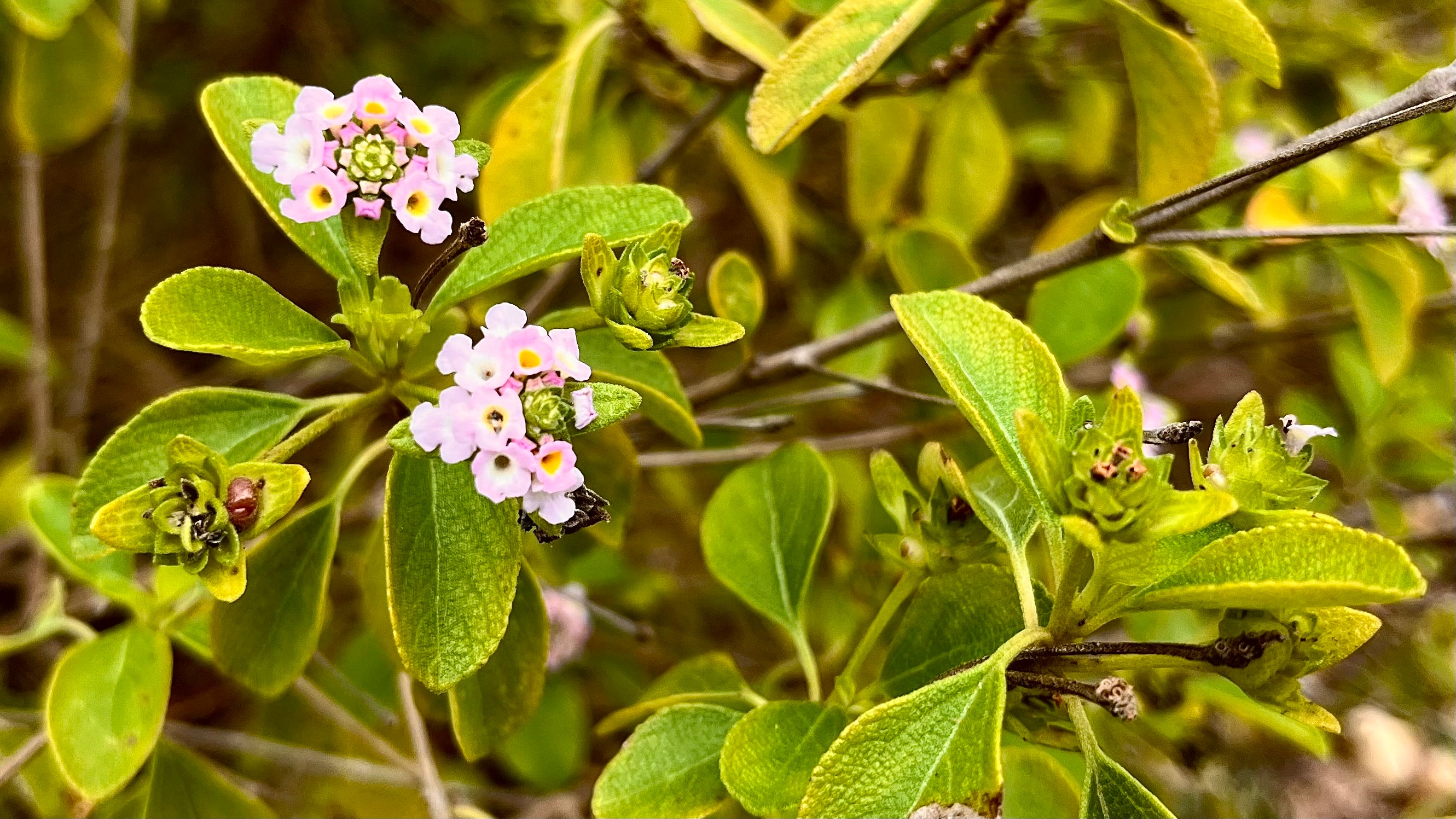 Button Sage - Lantana involucrata