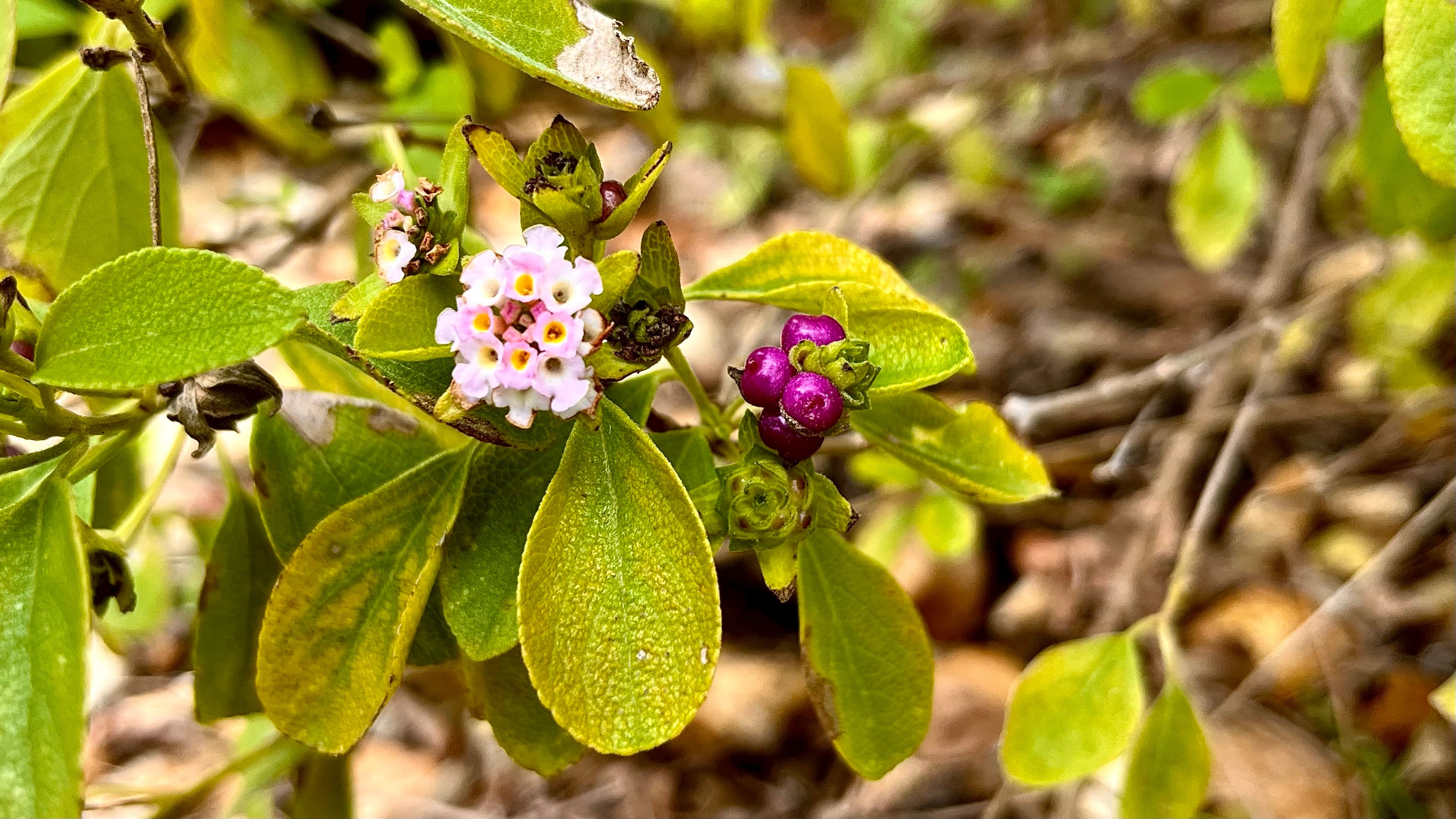 Button Sage - Lantana involucrata