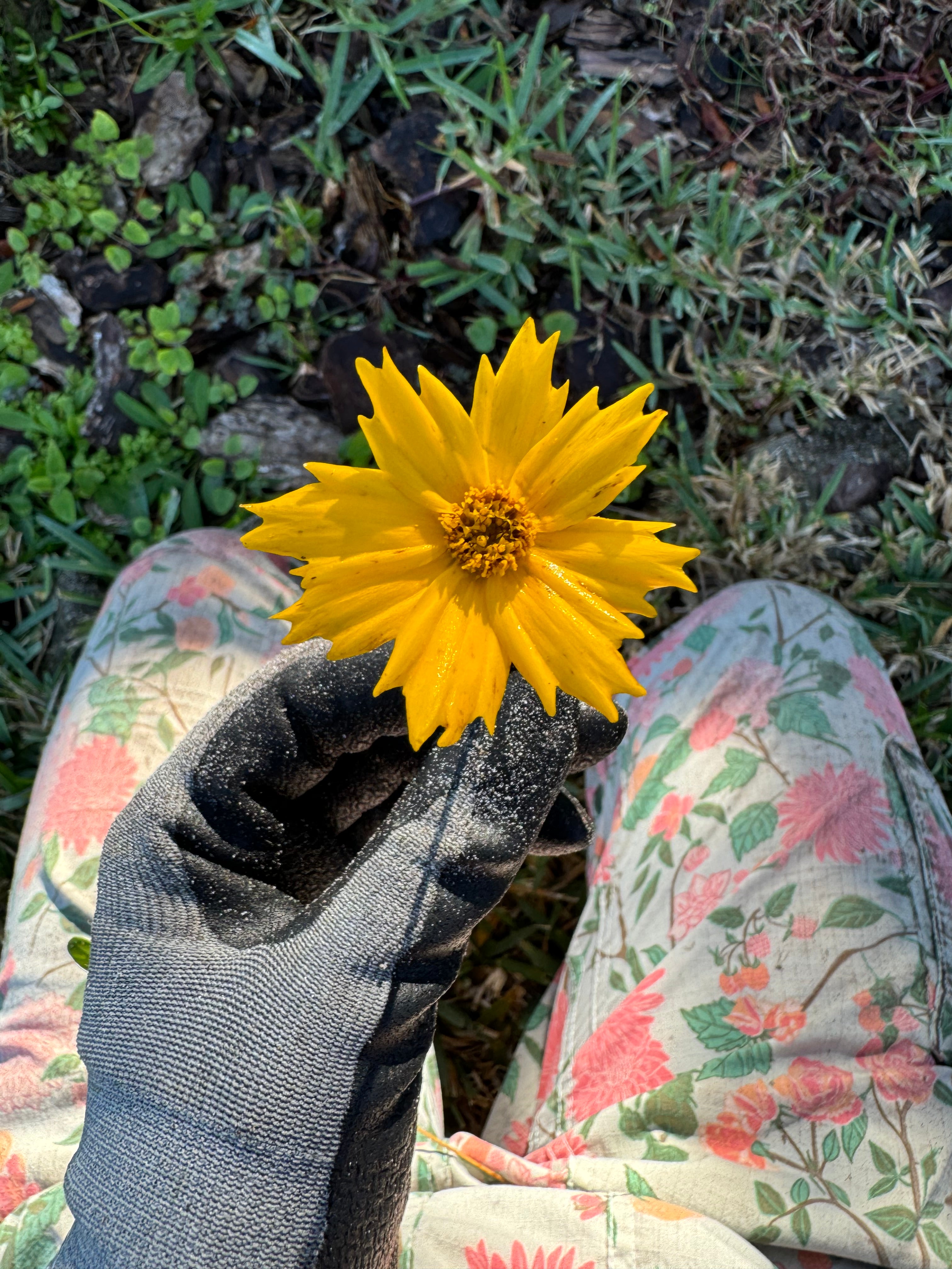 Lanceleaf Coreopsis - Coreopsis Lanceolata