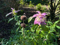 Spotted Beebalm -  Monarda punctata