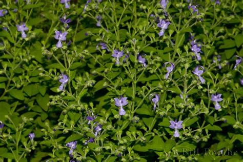 Forked Bluecurls - Trichostema dichotomum