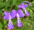 Forked Bluecurls - Trichostema dichotomum