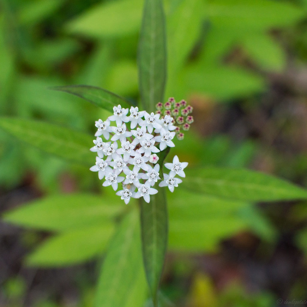 White Aquatic Milkweed - Asclepias perennis