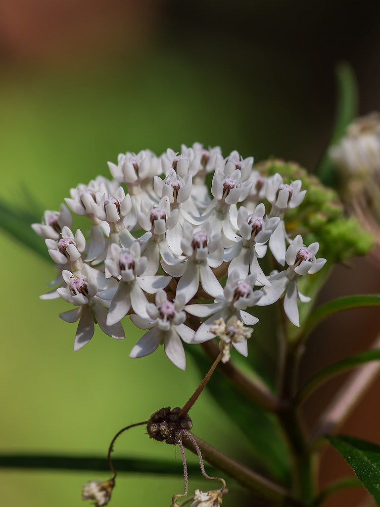 White Aquatic Milkweed - Asclepias perennis