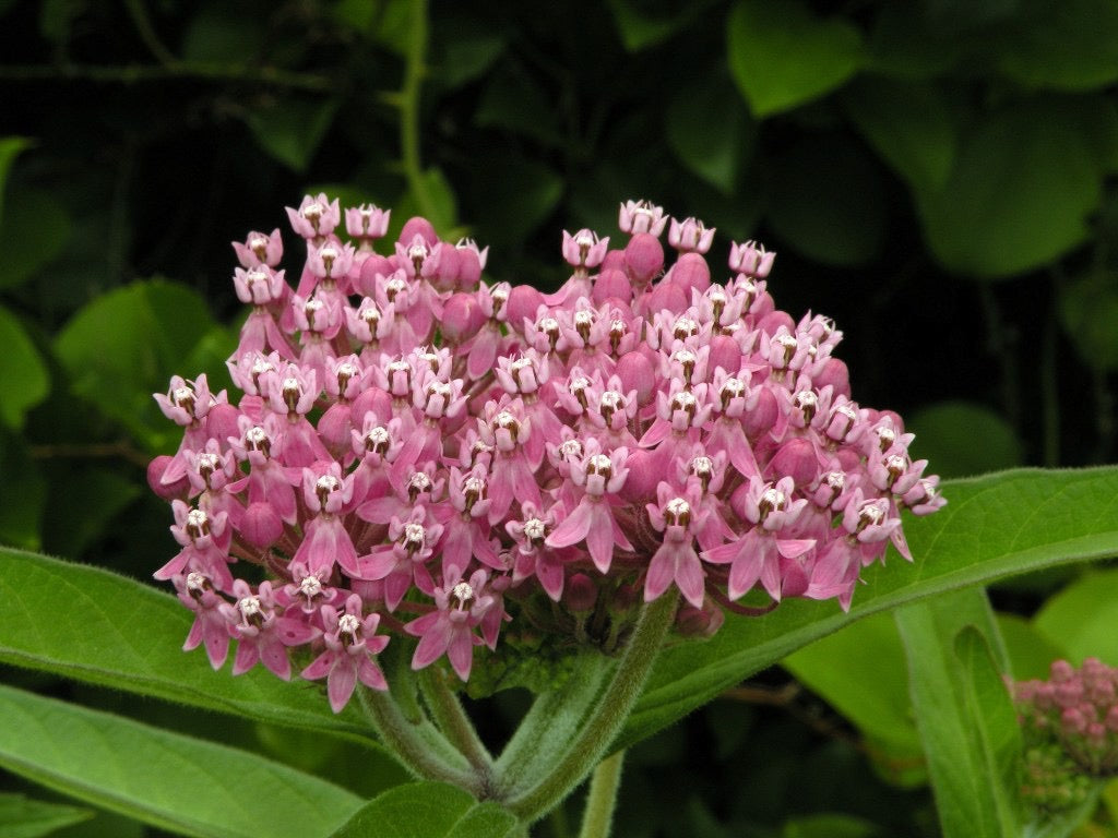 Pink Swamp Milkweed - Asclepias incarnata