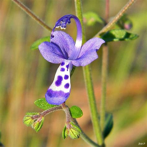 Forked Bluecurls - Trichostema dichotomum