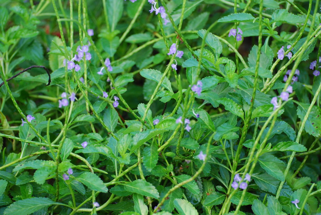 Blue Porterweed - Stachytarpheta jamaicensis