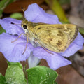 Wild Petunia - Ruellia caroliniensis