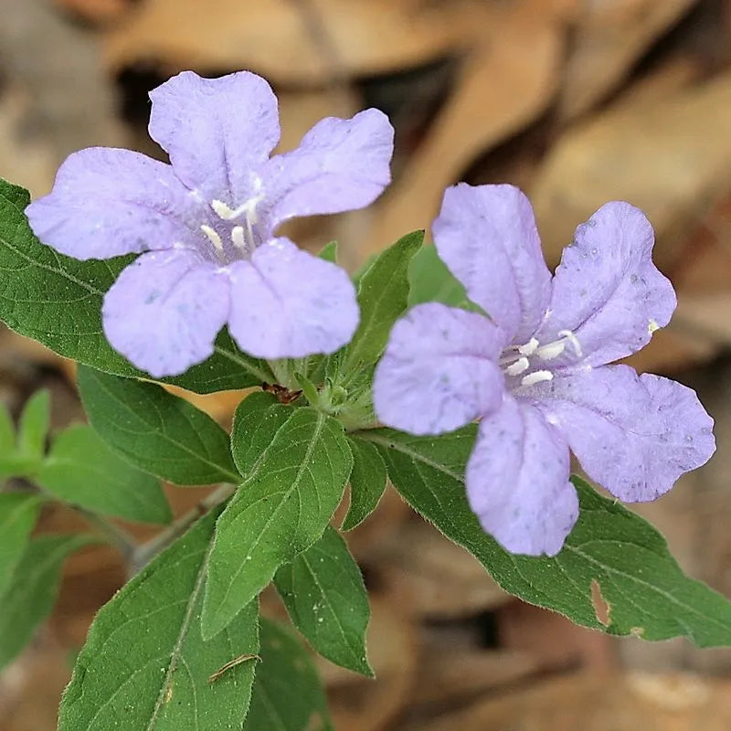 Wild Petunia - Ruellia caroliniensis