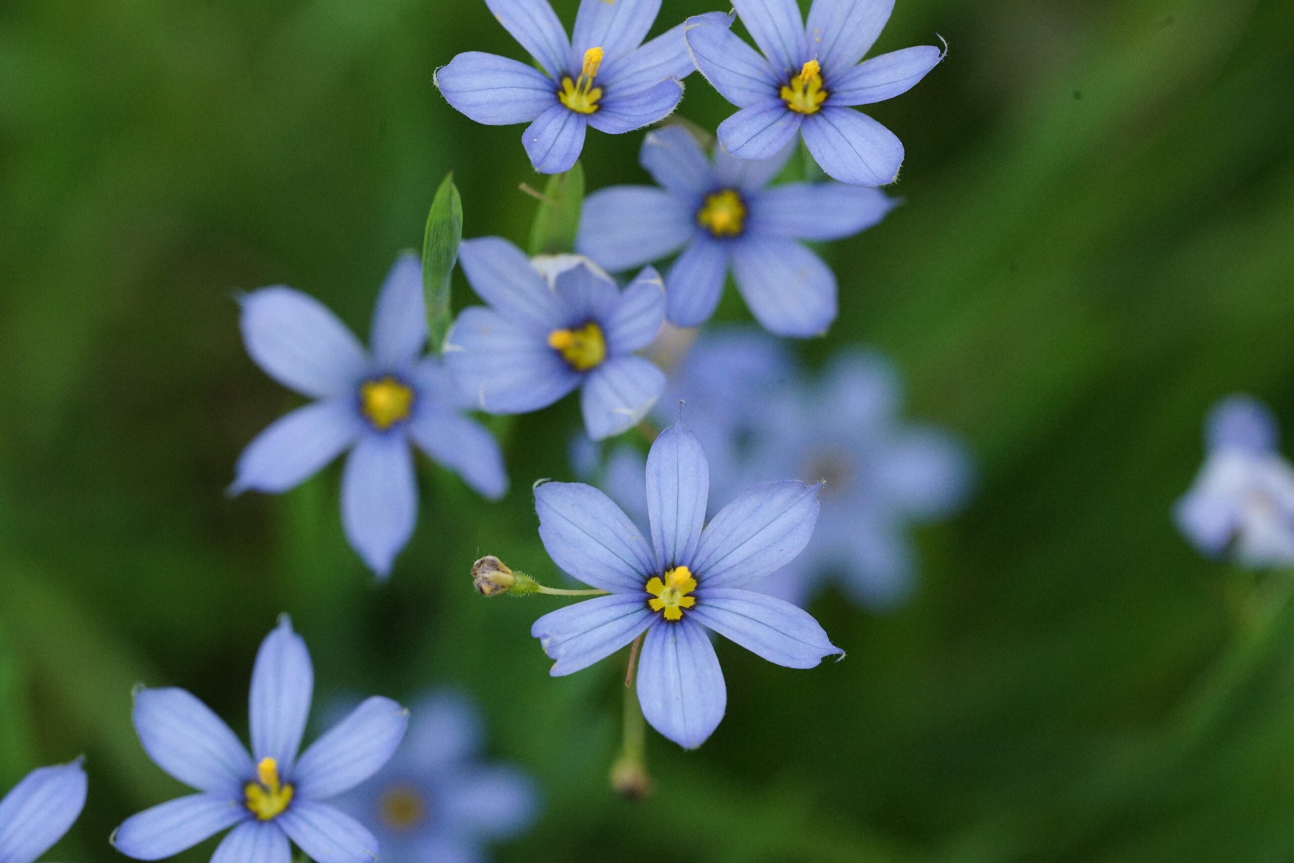Blue-eyed grass - Sisyrinchium angustifolium