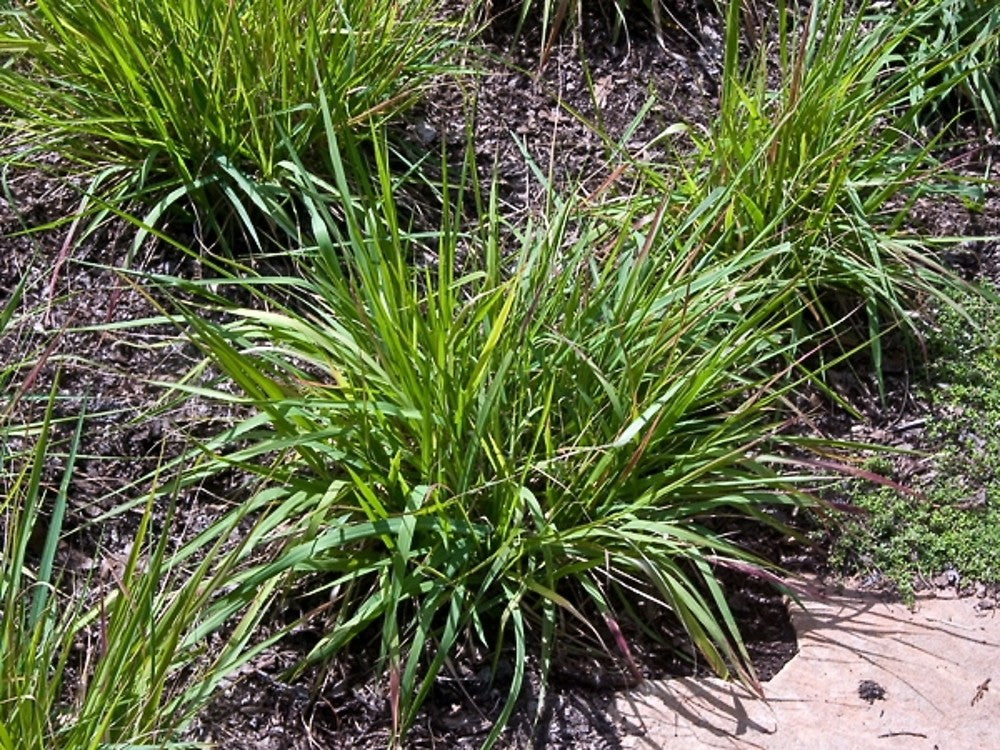 Purple Lovegrass - Eragrostis spectabilis