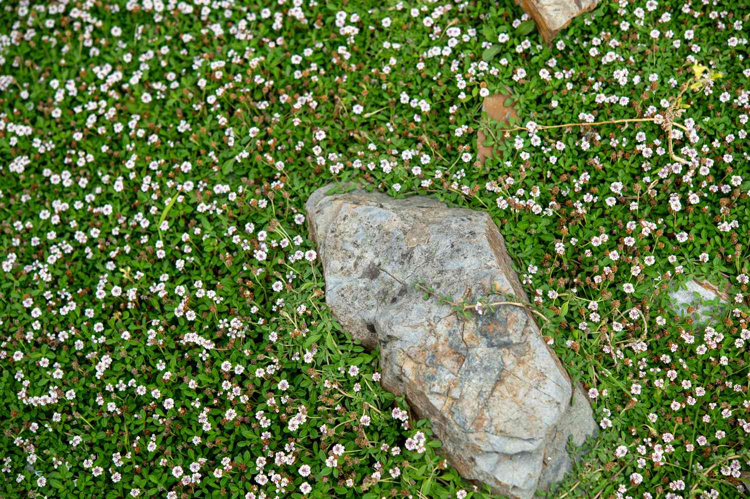 Frogfruit - Phyla nodiflora
