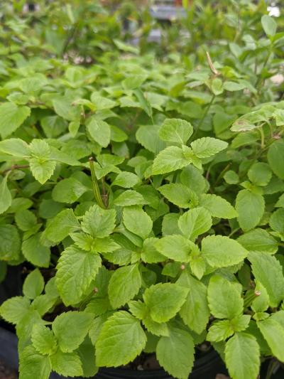 River Sage - Salvia misella