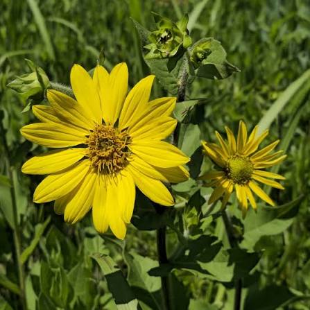 Rasenflower - Silphium asteriscus