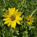 Rasenflower - Silphium asteriscus