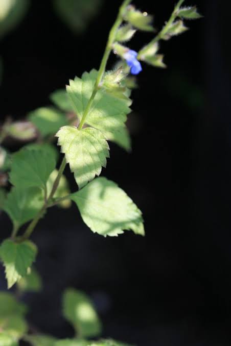 River Sage - Salvia misella