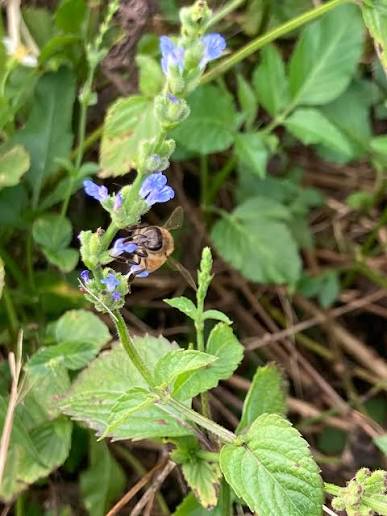 River Sage - Salvia misella