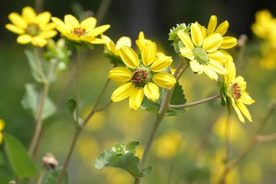 Florida Greeneyes - Berlandiera subacaulis