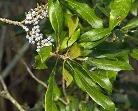 Wax Myrtle - Morella cerifera