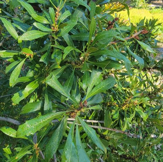 Wax Myrtle - Morella cerifera