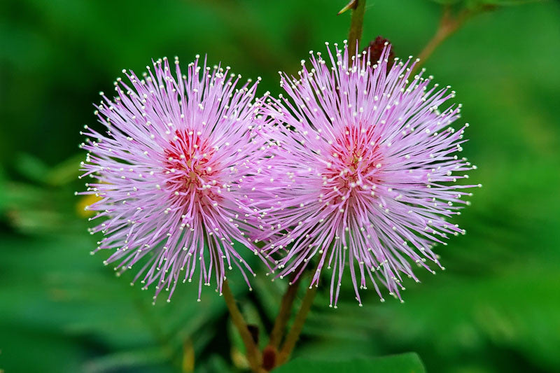 Sunshine Mimosa - Mimosa strigillosa