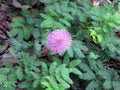 Sunshine Mimosa - Mimosa strigillosa