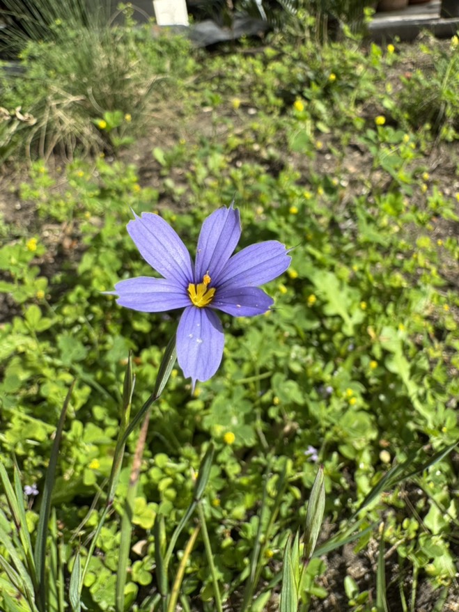 Blue-eyed grass - Sisyrinchium angustifolium