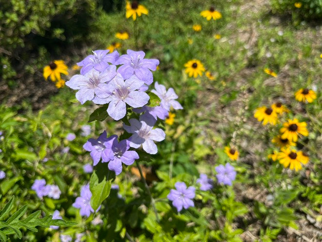 Wild Petunia - Ruellia caroliniensis