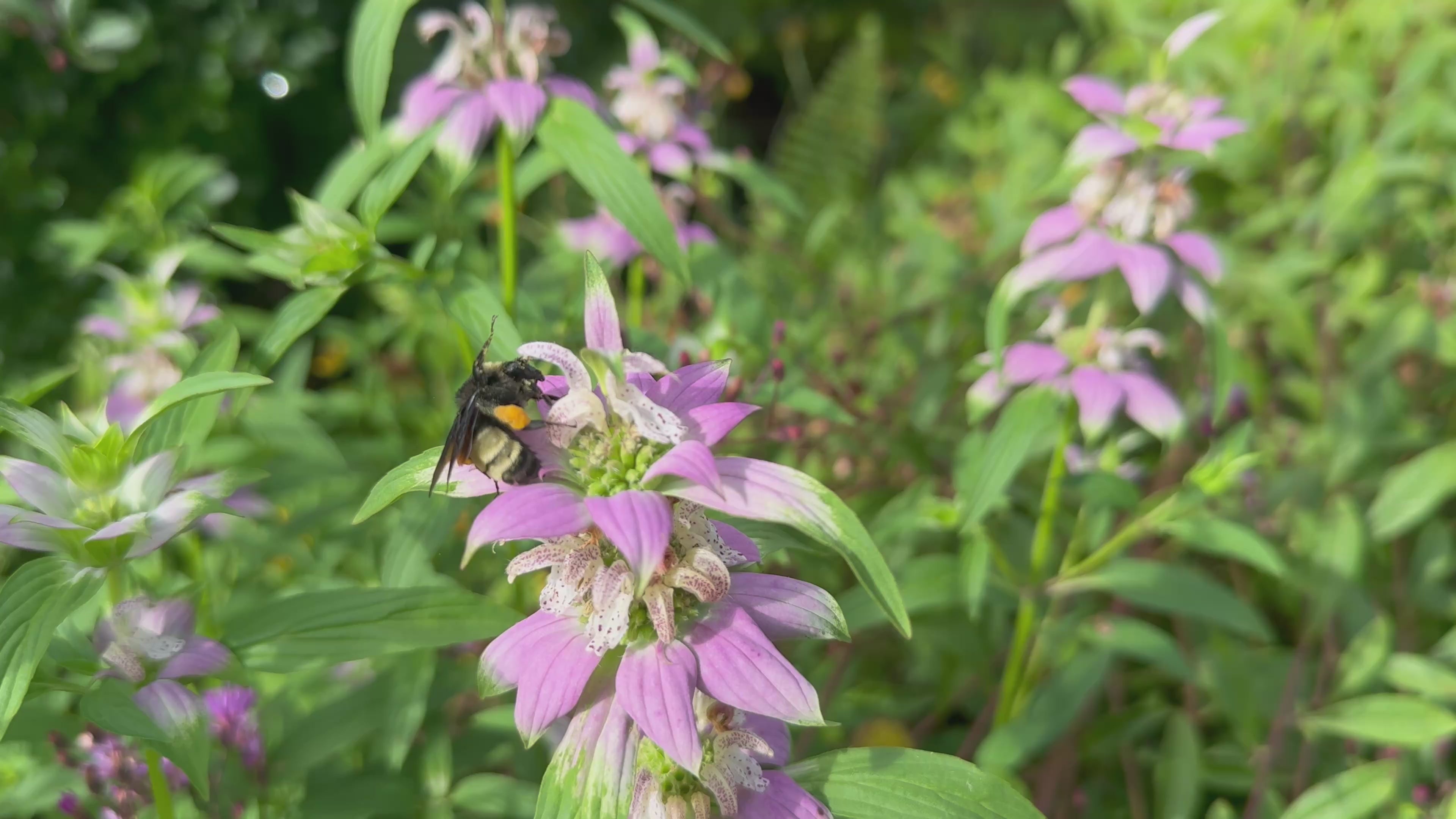 Spotted Beebalm -  Monarda punctata