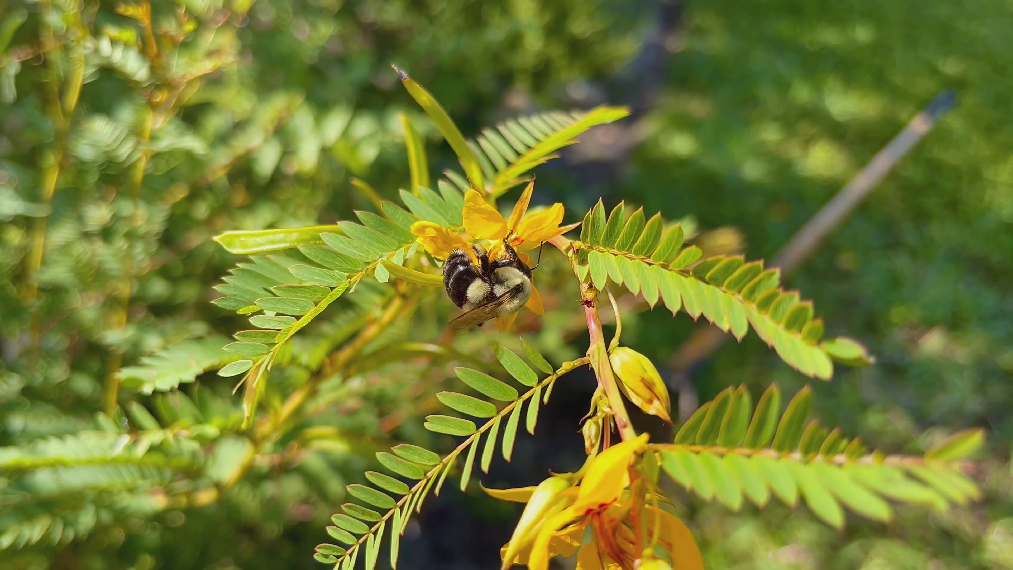 Partridge Pea - Chamaecrista fasciculata