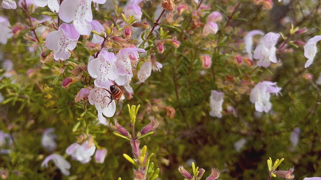 False Rosemary - Conradina grandiflora