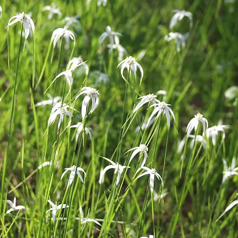Whitetop Sedge - Rhynchospora colorata