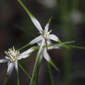 Whitetop Sedge - Rhynchospora colorata