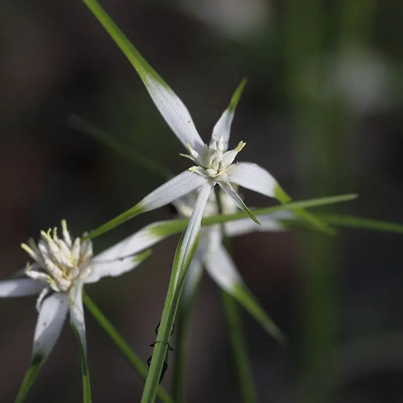 Whitetop Sedge - Rhynchospora colorata