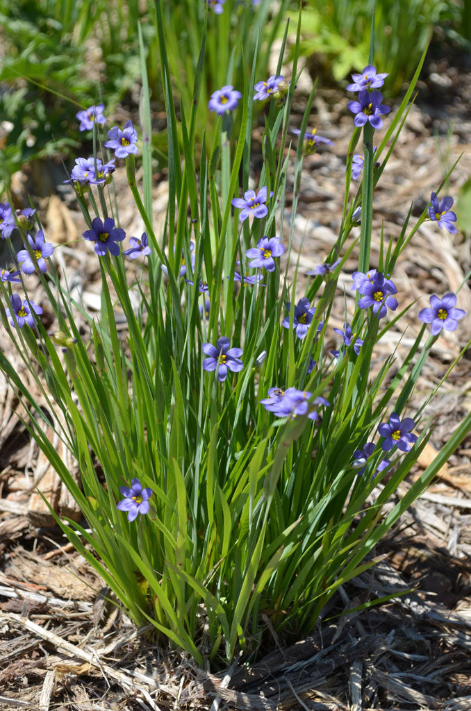 Blue-eyed grass - Sisyrinchium angustifolium