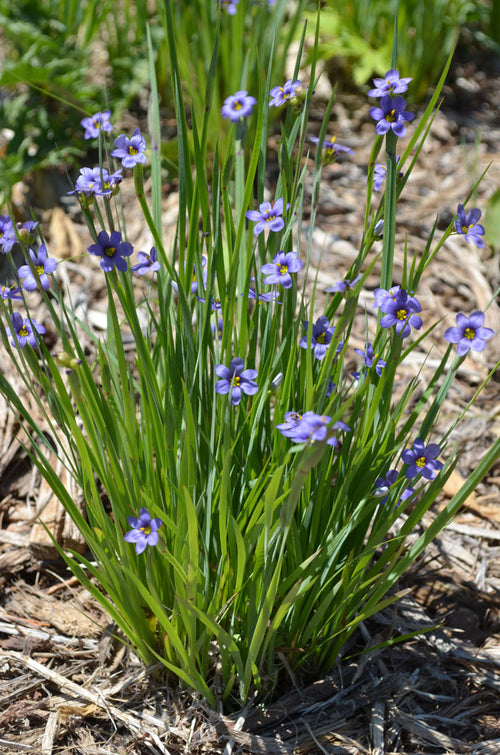 Blue-eyed grass - Sisyrinchium angustifolium