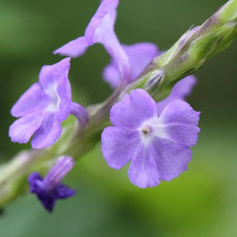 Blue Porterweed - Stachytarpheta jamaicensis