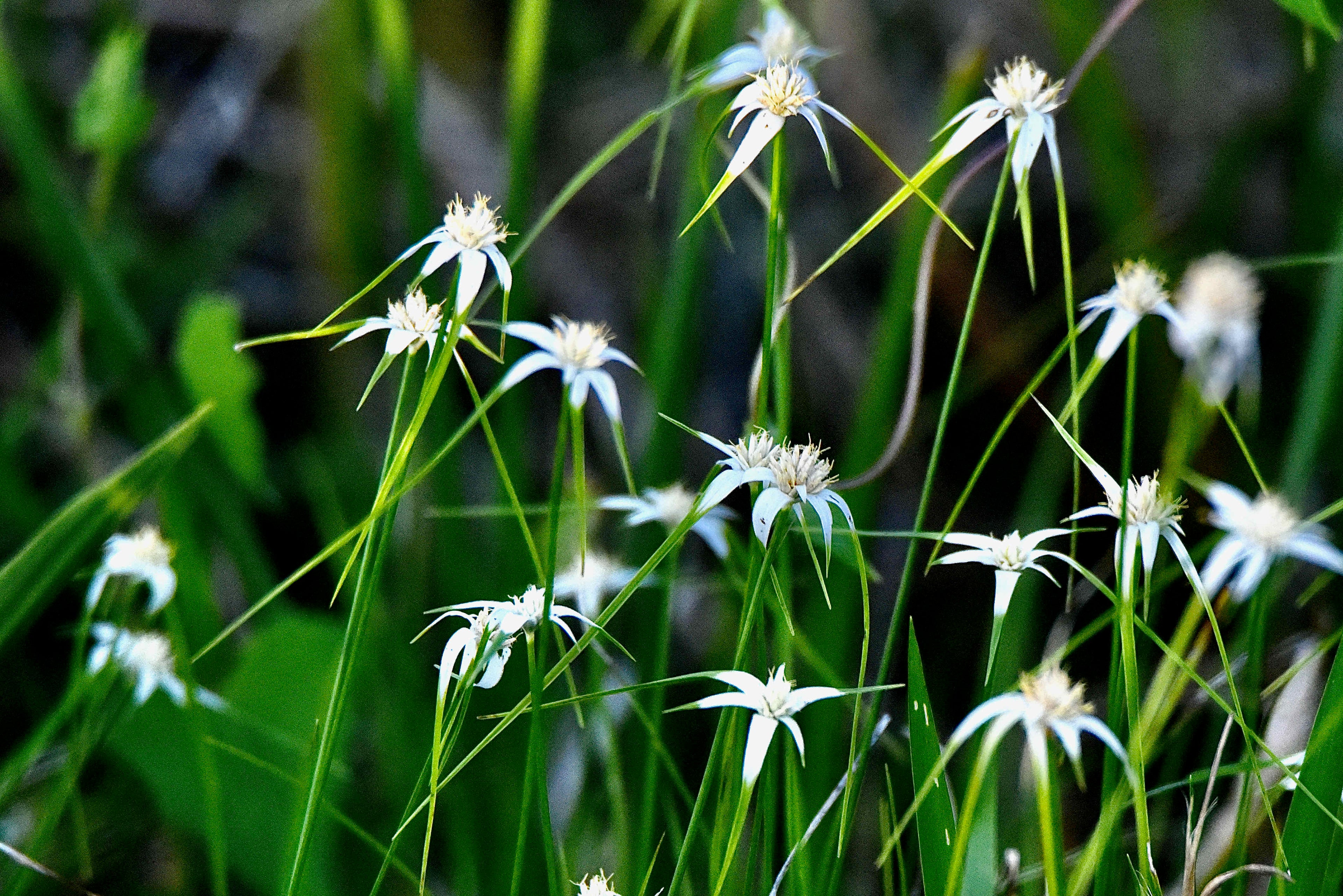 Whitetop Sedge - Rhynchospora colorata