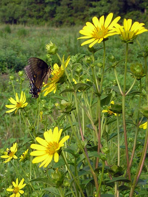 Rasenflower - Silphium asteriscus